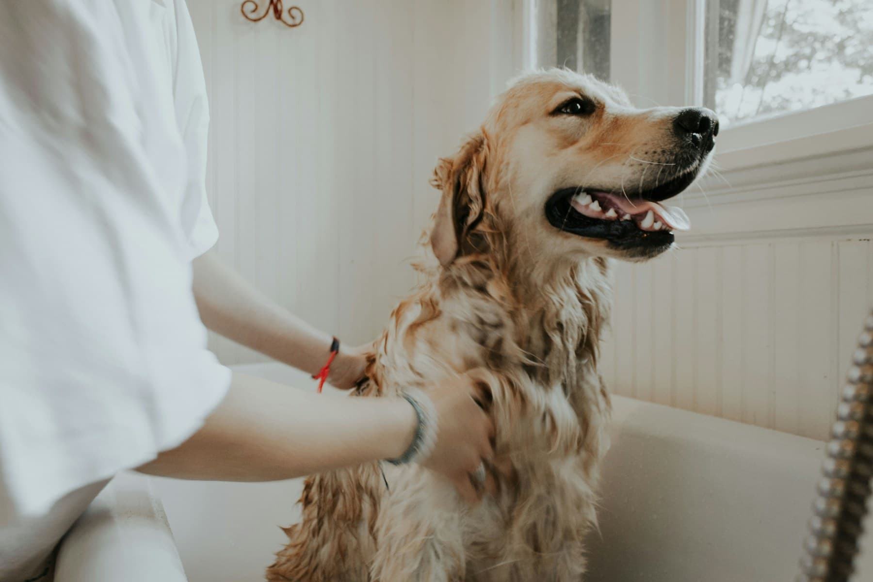 Calm dog receiving gentle professional grooming