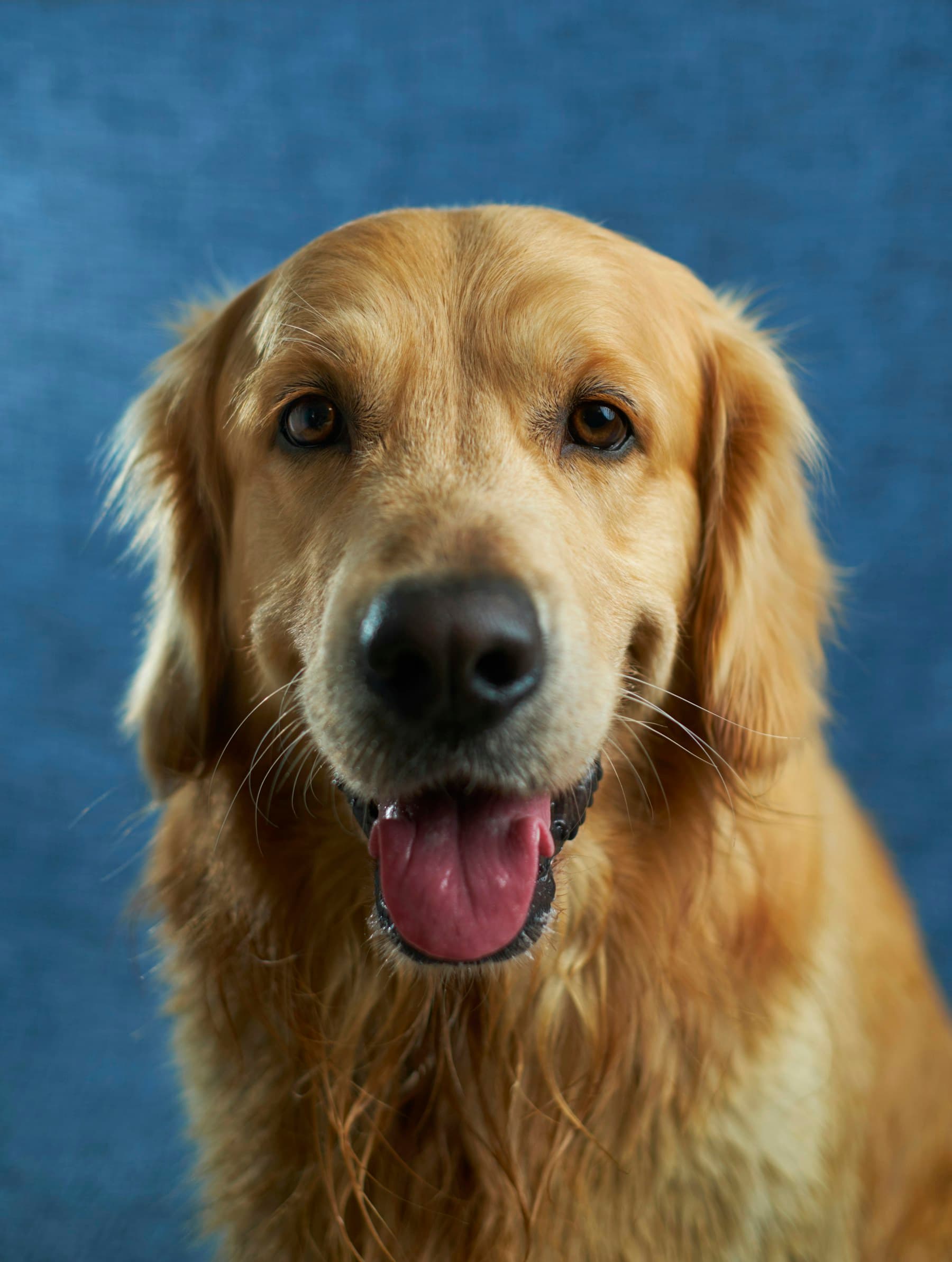 Happy freshly groomed dog looking toward the camera